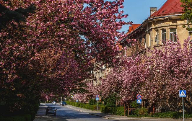 Ukraine's Uzhhorod in bloom: Sakura season and tips for planning your trip