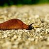 4 tricks to keep slugs out of your garden without chemicals