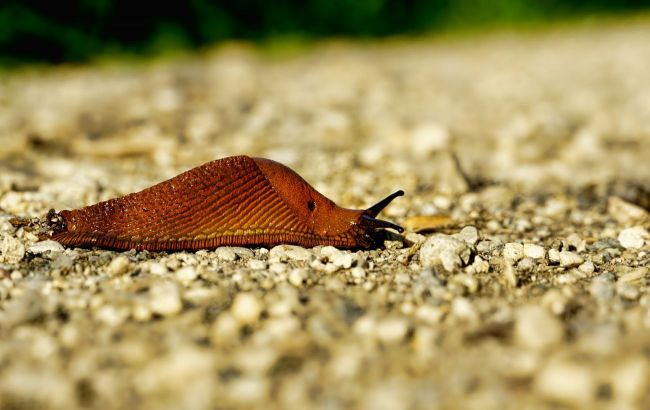 4 tricks to keep slugs out of your garden without chemicals