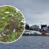 Ukrainian polar explorers discover new plant species in Antarctica: Incredible photos