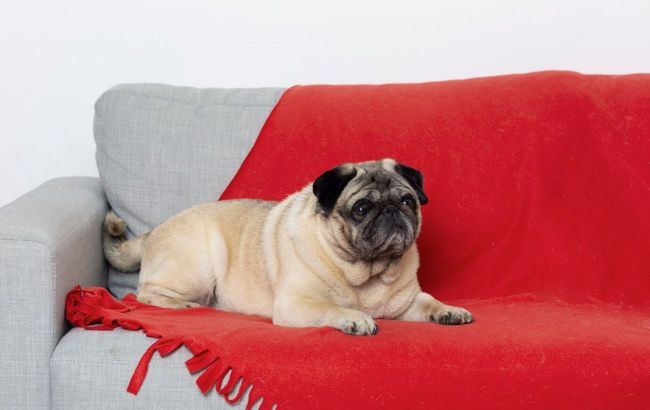 Claws, teeth, and hair: How to protect furniture from pets