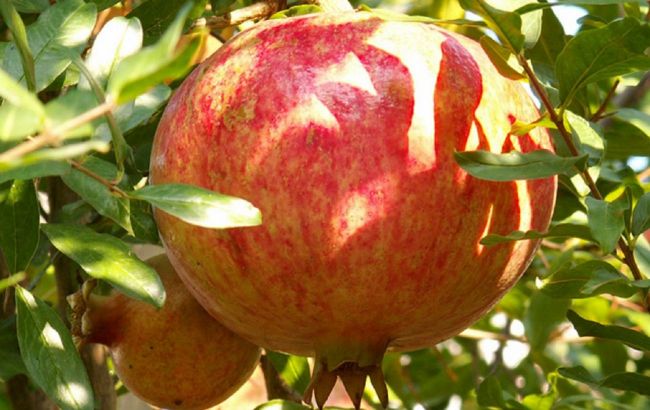 What are health benefits of pomegranates and who should avoid them