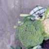 Broccoli or cauliflower? One is far healthier than you think