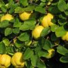 Quince juice to boost your immune system and fight infections