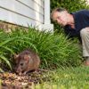 How to keep mice out of your home this fall: Check these key spots