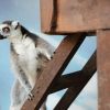 Why lemurs live in Madagascar
