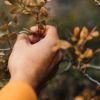 Your plants send signals: How to find hidden garden pests and diseases this fall