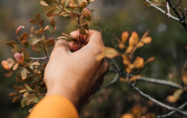 Your plants send signals: How to find hidden garden pests and diseases this fall