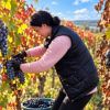 Grapes rotting on vine? 5 causes and how to save your crop