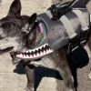 Dog parade in costumes for Halloween takes place in New York
