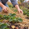 Strawberries in fall: How to prune, feed, and protect them for winter