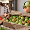 Green tomatoes can ripen at home: How to store them and make them turn red
