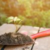 Gardeners reveal kitchen leftovers they use instead of expensive fertilizer