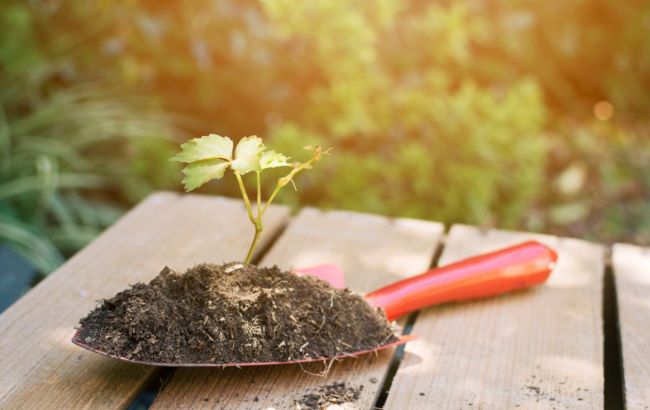 Gardeners reveal kitchen leftovers they use instead of expensive fertilizer