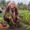 These vegetables are better harvested now before heavy rains damage your crop