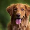 5 best dog breeds for first-time owners