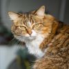Top 6 largest cat breeds that impress with their size