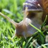 What to consider before getting pet snail