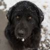 How to understand when your dog freezes during walk and prevent frostbite on their paws