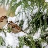How to feed birds in winter: Allowed and forbidden foods