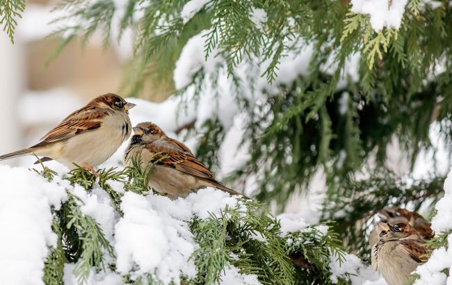 How to feed birds in winter: Allowed and forbidden foods