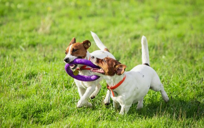 What you need to know before getting dog: Advice from zoopsychologist