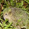 Mythical bird lost for 100 years is found alive with entire flock
