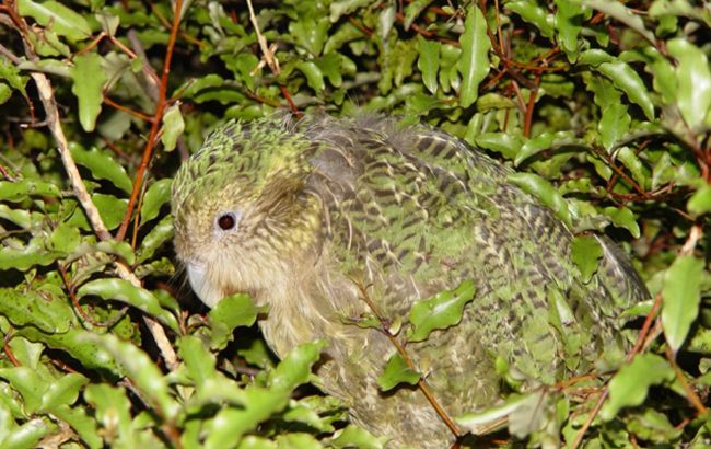 Mythical bird lost for 100 years is found alive with entire flock