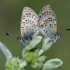 Meet the butterfly at risk of extinction in the coming decades