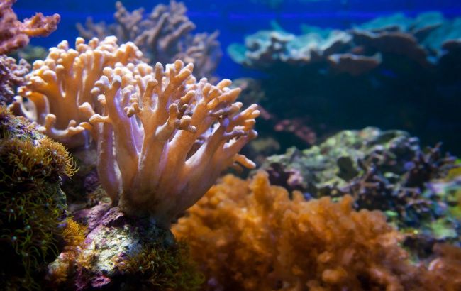 Top 5 marine creatures that break longevity records