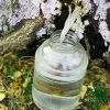 Truth about birch sap: Nutritionist's comment