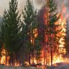 Europe uses goats to stop deadly wildfires before they start