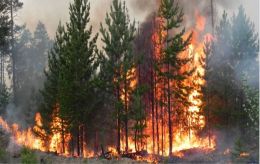 Europe uses goats to stop deadly wildfires before they start